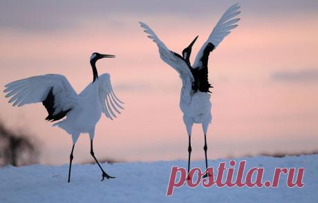 японские журавли