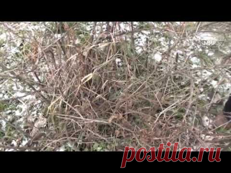 Обрезка крыжовника осенью.Секатор-кусторез Самурай. Сайт &quot;Садовый мир&quot; - YouTube