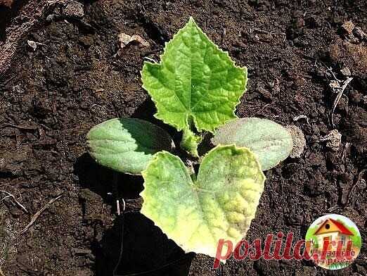 Чтобы листья огурцов не желтели!

1. После появления всходов в фазе 3-4 листочков огурцы нужно обработать следующим составом:
В ведро воды добавить 30 капель йода, 20 г хозяйственного мыла и 1 литр молока. Опрыскивание таким составом можно проводить примерно через каждые 10 дней.

2. С вечера замочить булку хлеба в ведре воды, утром размять хлеб добавить маленький пузырек йода и побрызгать огурцы, 1 л. жидкости на ведро воды (оставшуюся храните в бутылках в подвале). Этим ...