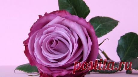 h-3398.jpg (600×337)