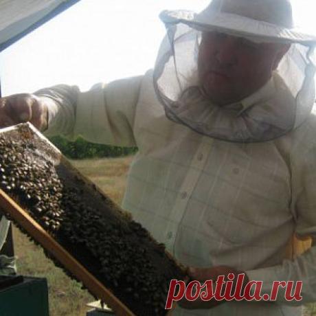 Пекинская утка: общая характеристика