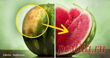 Как правильно выбирать арбуз: трюки, которые мне поведал фермер