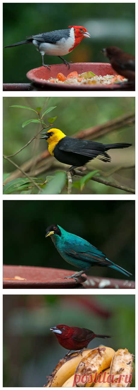 35PHOTO - VladimirD - А за ней воробушек прыг-прыг-прыг-прыг...