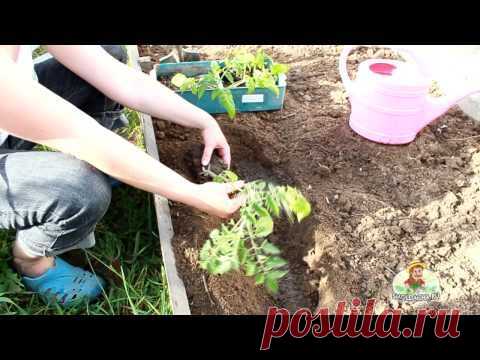 Высадка рассады томатов: 8 полезных видеосюжетов / томаты / 7dach.ru