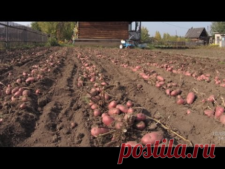 Уборка картофеля.  Копка картофеля  картофелекопалкой.