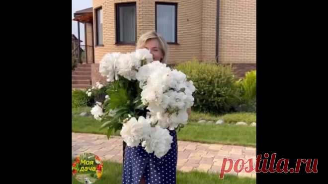 УХАЖИВАЕМ ЗА ПИОНАМИ
ПОСЛЕ ЦВЕТЕНИЯ! 

После завершения цветения пионов необходим уход, так как именно в это время они формируют цветочные почки на следующий год. Вот несколько шагов, которые рекомендуется выполнить:

1) Удалите все опавшие лепестки, чтобы предотвратить развитие болезней и сохранить эстетический вид растений.

2) Обрежьте соцветия, оставляя два листика. Важно сохранить ботву, так как растение продолжает фотосинтез и проводит вегетацию.

3) Подкормите пионы...