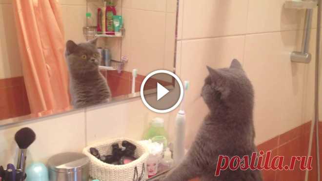 Cat admires himself in the mirror