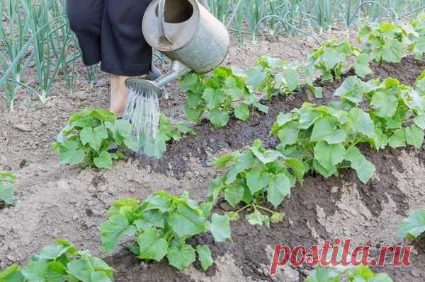 Багато городників чули наскільки корисний нaшaтuрний спupт, застосування на городі цього безцінного копійчаного засобу допоможе не тільки відновити родючість грунту, але і захистити рослини від багатьох шкідників.  Ми розповімо, чому необхідно застосовувати нaшaтиpний спupт, як він впливає на куль