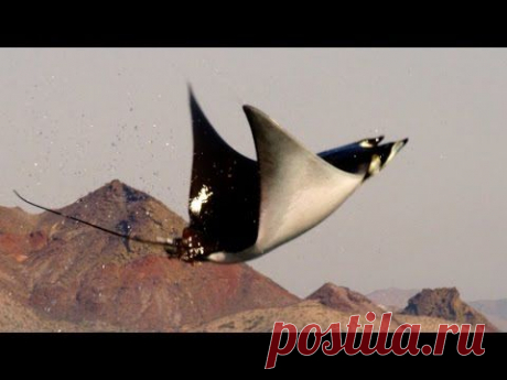 Чтобы очаровать самку, скаты Мобула готовы не только летать