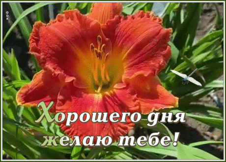 Трогательная картинка хорошего дня