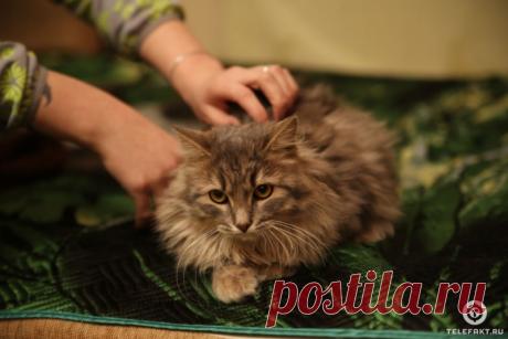 Жизнь в новой семье спасенного в златоусте примороженного ко льду кота