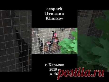 █ ЭкоПарк Харьков ч.56 / Птичник / 2018 г. #shorts