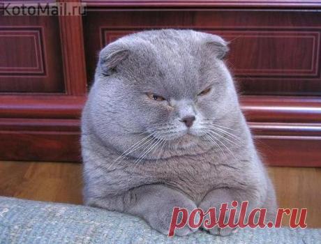 Хитрый план, такой хитрый...