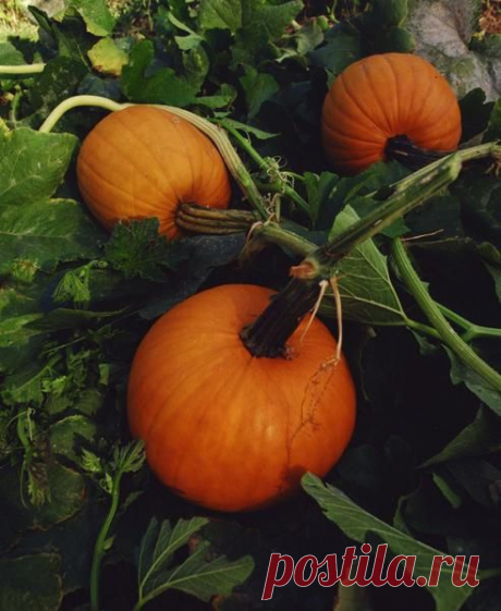 Этот овощ чистит печень, как губка | Golbis