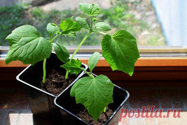 Перерастание рассады: причины и решение проблемы