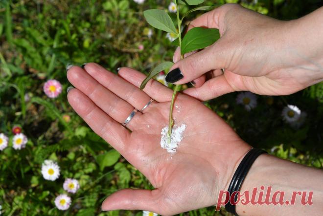 Зеленое черенкование. Как использовать самый удобный способ размножения растений летом?