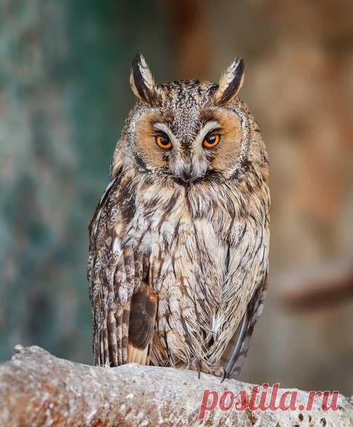 Прелестная ушастая сова в объективе Олега Богданова. Олег специализируется на съемке животных – пернатых, хвостатых и даже чешуйчатых. Другие его фото живут тут: nat-geo.ru/community/user/163720