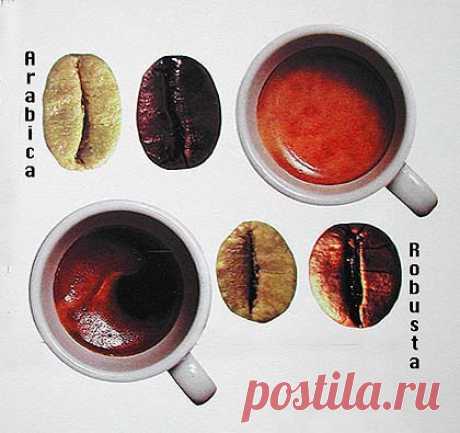 Чем арабика отличается от робусты?