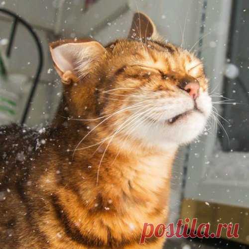 Новые КОТОприколы