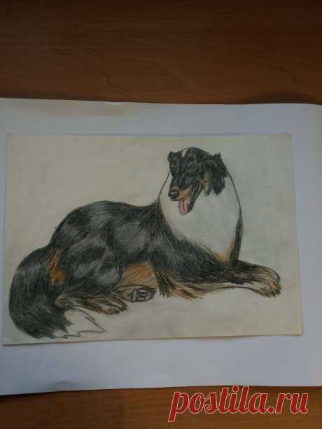 Колли 1996 г. (карандаш)