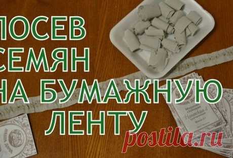 Посев семян на бумажную ленту