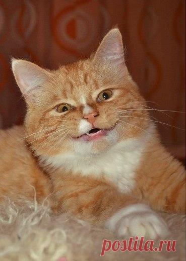 Прикольных котов пост - ЯПлакалъ