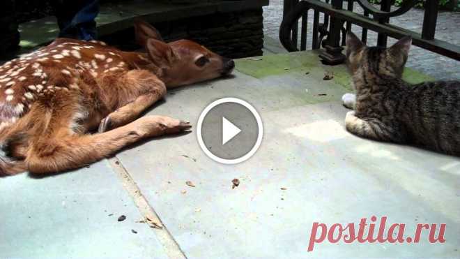 Kitten excited to see baby deer on the front porch