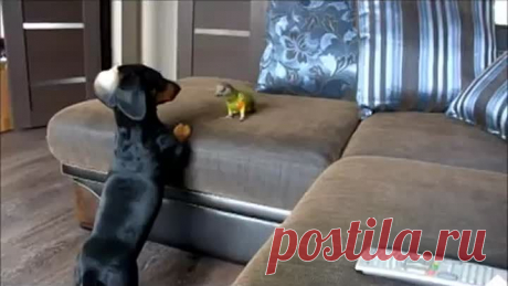 (50) Одноклассники