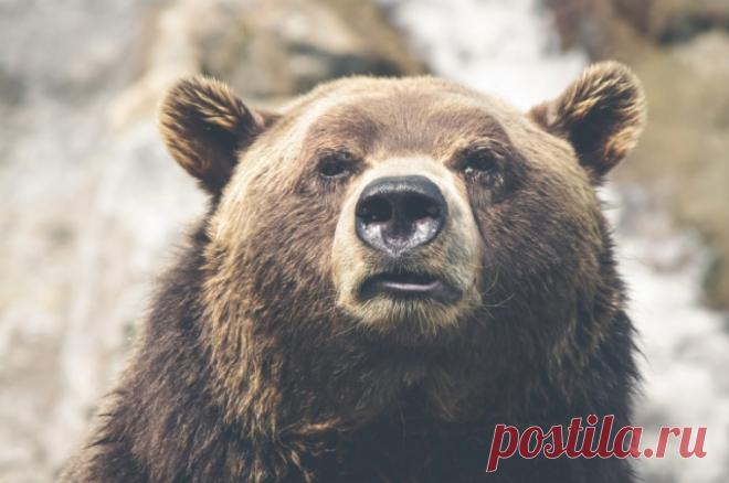 Житель Башкортостана подобрал медведя с трассы и выходил его. Спустя 2 месяца он отпустил его на волю.