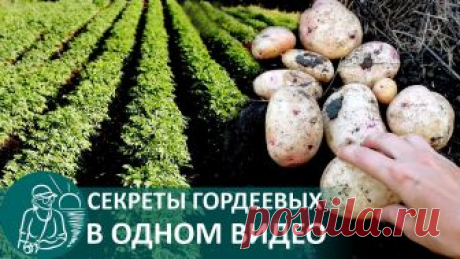 🍅 Выращивание картофеля по технологии Гордеевых