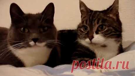 (50) Одноклассники