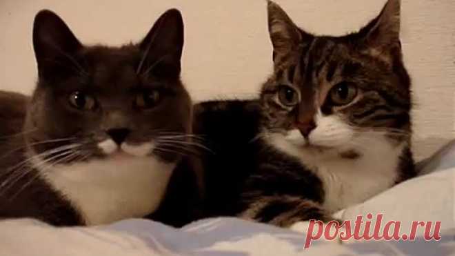 (50) Одноклассники