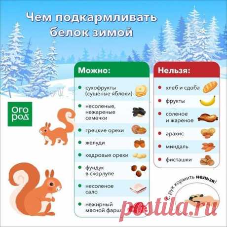 Чем подкармливать белок зимой