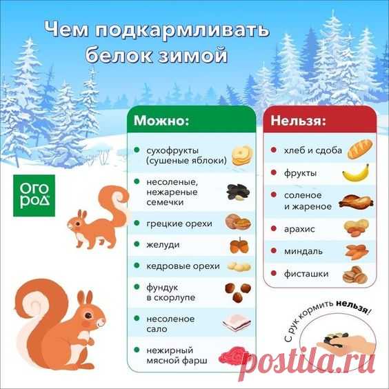 Чем подкармливать белок зимой