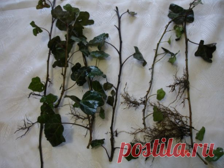 Плющ вечнозеленый садовый "Hedera" оптом от 10 шт. Миллионы частных объявлений о купле-продаже в твоем городе. Продается всё!