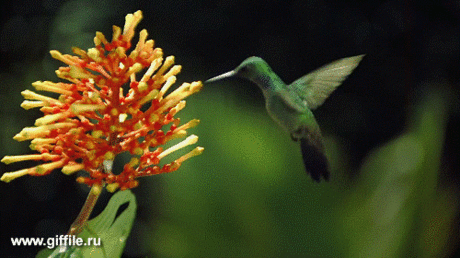 giffile.ru_gif_animals_719_thumb_500.gif (Изображение GIF, 500 × 280 пикселов)