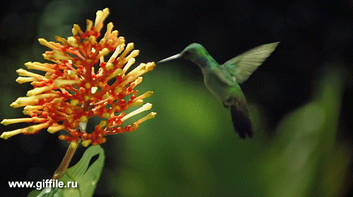 giffile.ru_gif_animals_719_thumb_500.gif (Изображение GIF, 500 × 280 пикселов)