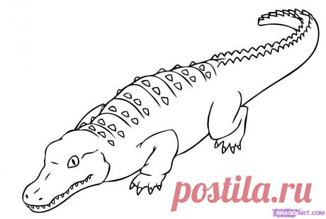 Крокодил раскраски распечатать