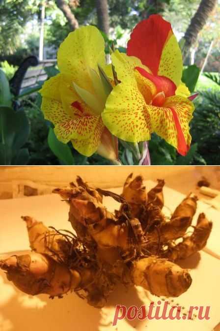 Канна - знакомая незнакомка | Самоцветик