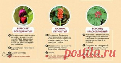 Осторожно, ягоды! Чем можно отравиться в лесу
Для более читабельного качества нажмите на картинку, а потом :
CTRL + , чтобы увеличить картинку;
CTRL - , чтобы уменьшить