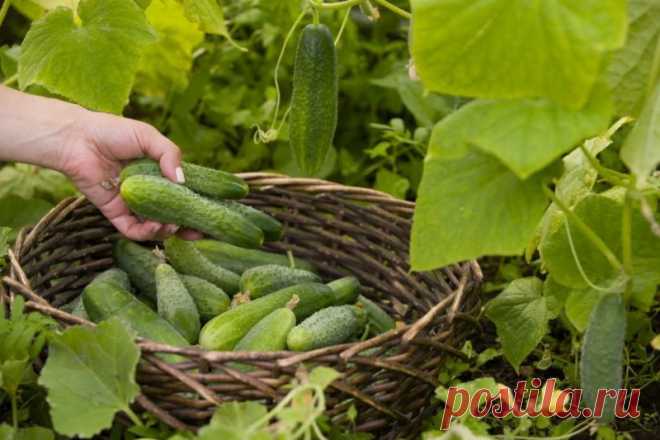 6 советов, чтобы листья огурцов не желтели