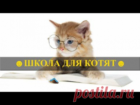 Школа для котят? Конечно! ☻☻☻ - YouTube
