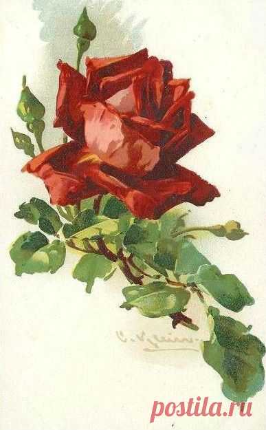 (723) Catherine Klein ~ red rose | Art - Flowers 2