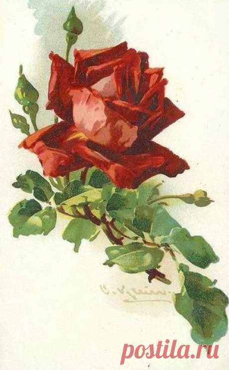 (723) Catherine Klein ~ red rose | Art - Flowers 2