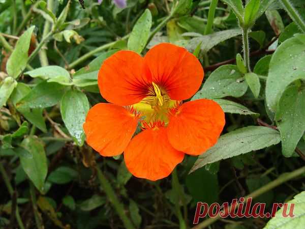 Flower Nasturtium  Free Stock Photo HD - Public Domain Pictures
