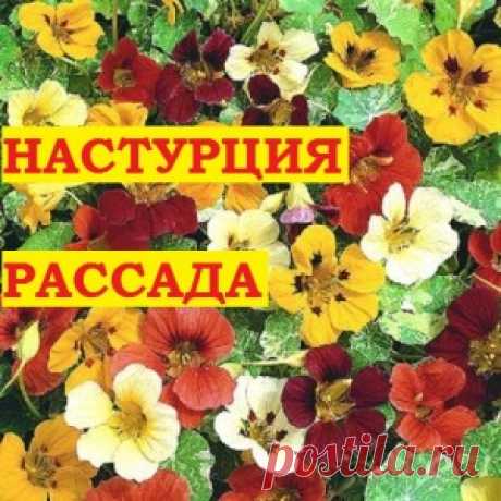 Настурция выращивание из семян! Пригодилась туалетная бумага! — 6 соток