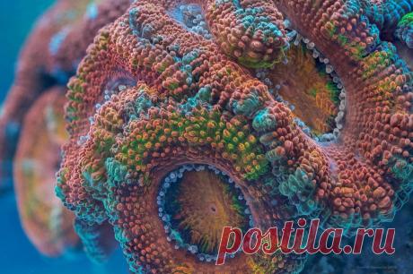 красные волны