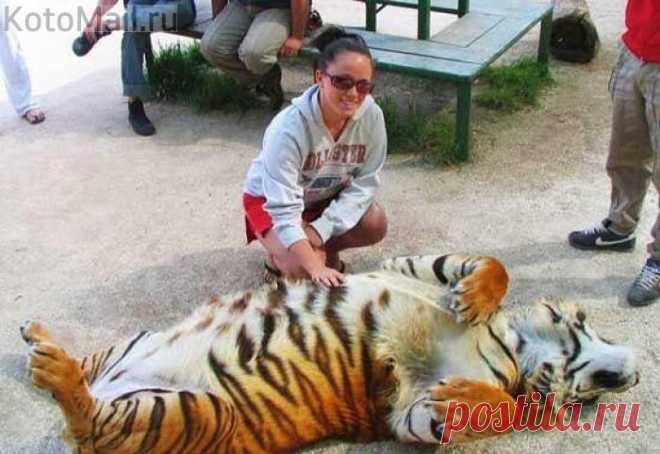 Пузико почеши !