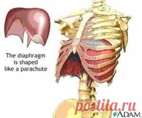 ДИАФРАГМА КАК КЛЮЧ К ЗДОРОВЬЮ.