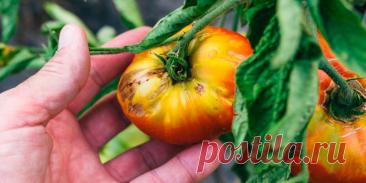 Болезни и вредители томатов - Сад и огород